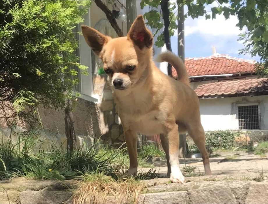 Продавам чихуахуа - момче и момиче