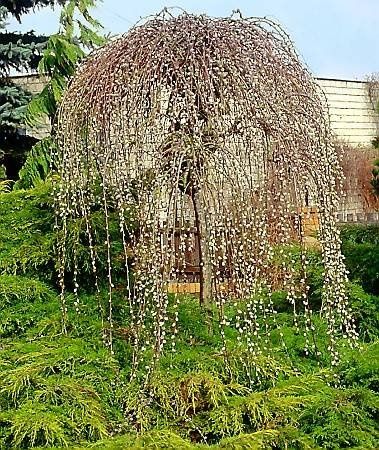 Плачеща върба (Salix caprea 'Kilmarnock')