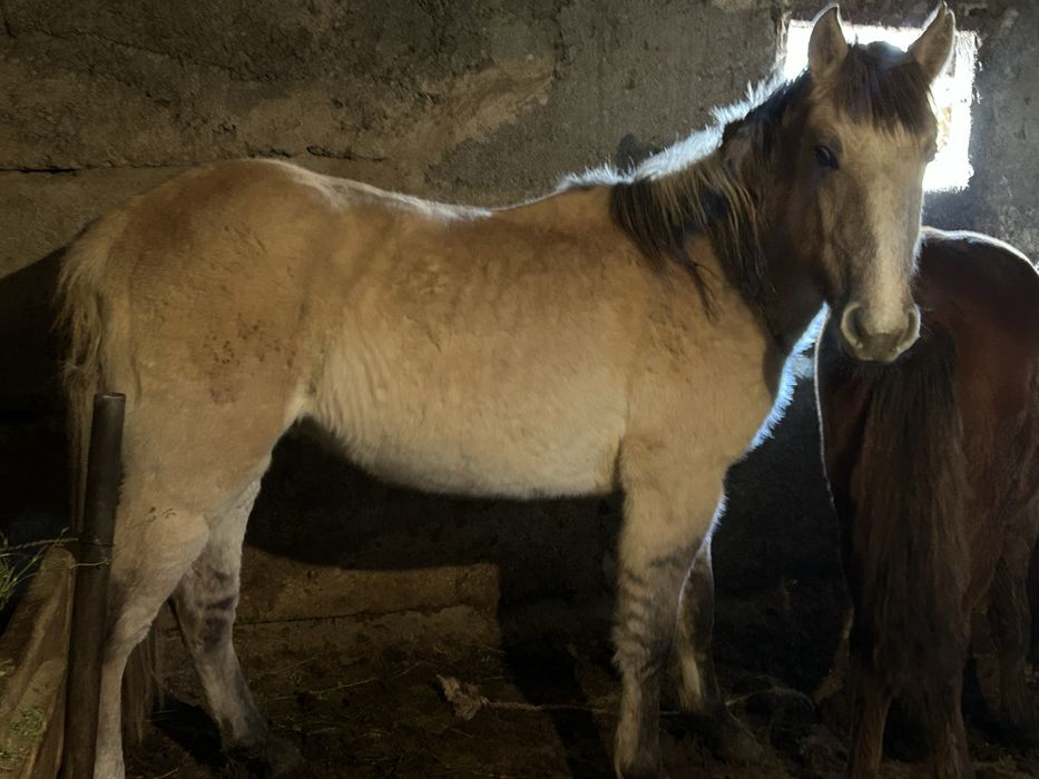 Согым даланын малы