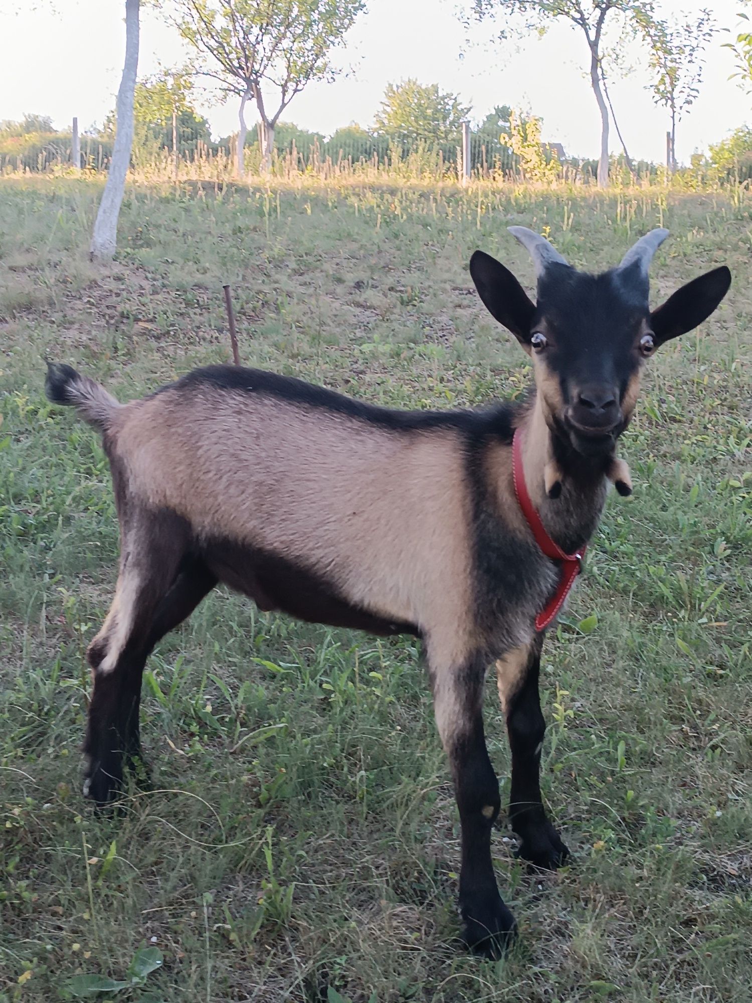 Capra cu 2  Ieduti
