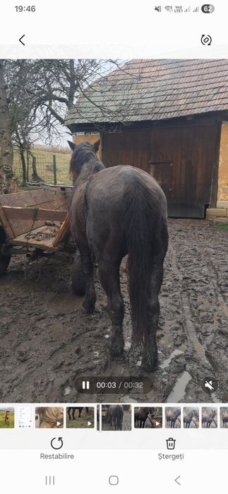 Vând cal castrat si mânz de 1 an