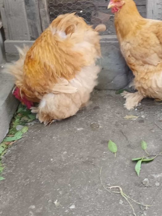 Cochinchina urias galben 1+2
