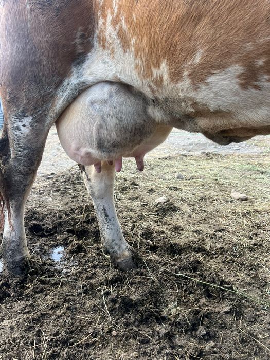 Vacă bălțată românească gestantă