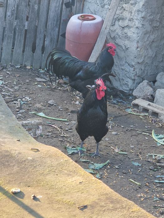 Cocosi Australorp negru si albastru