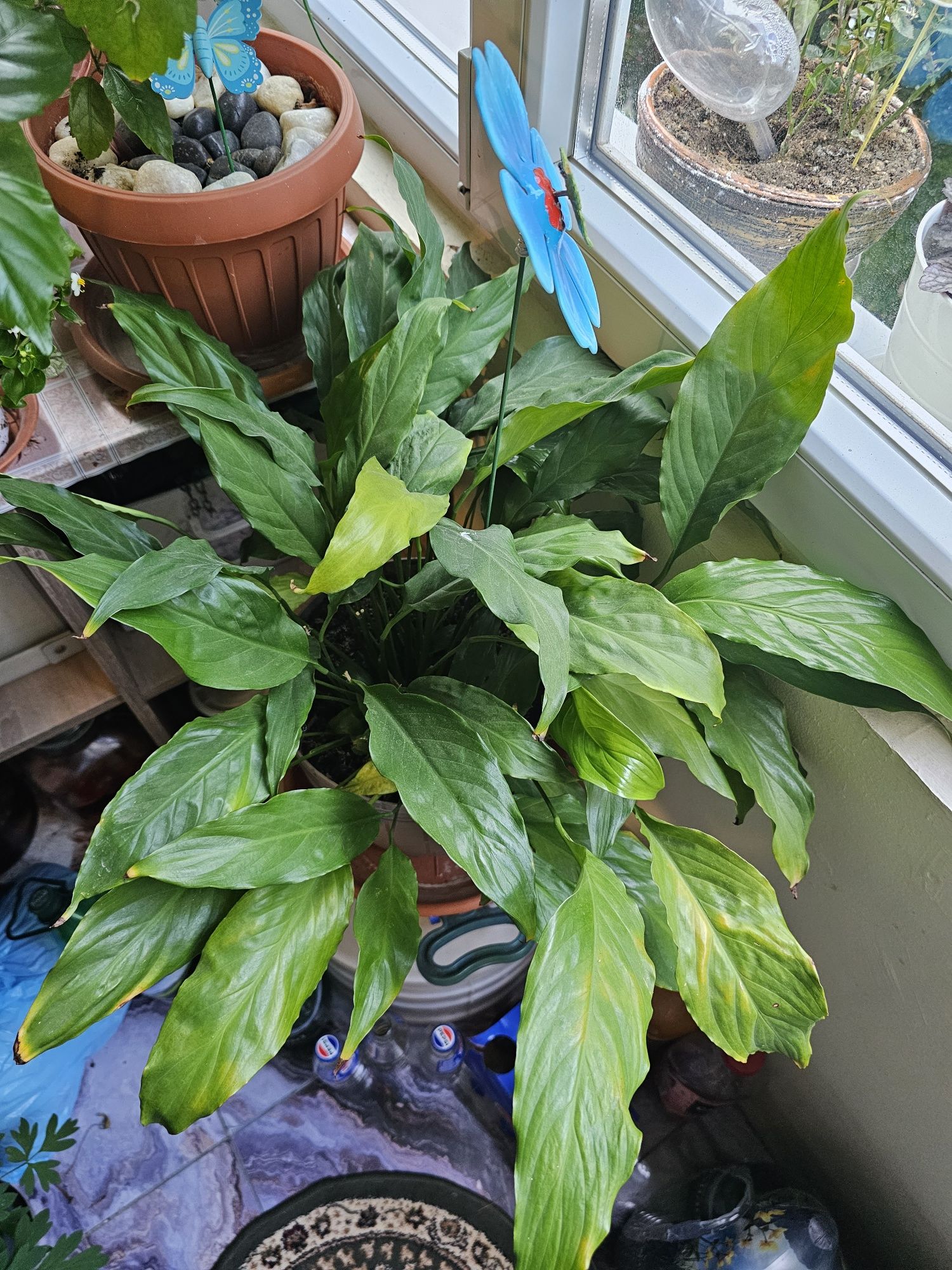 Spathiphyllum sau denumire populara Crinul Pacii.