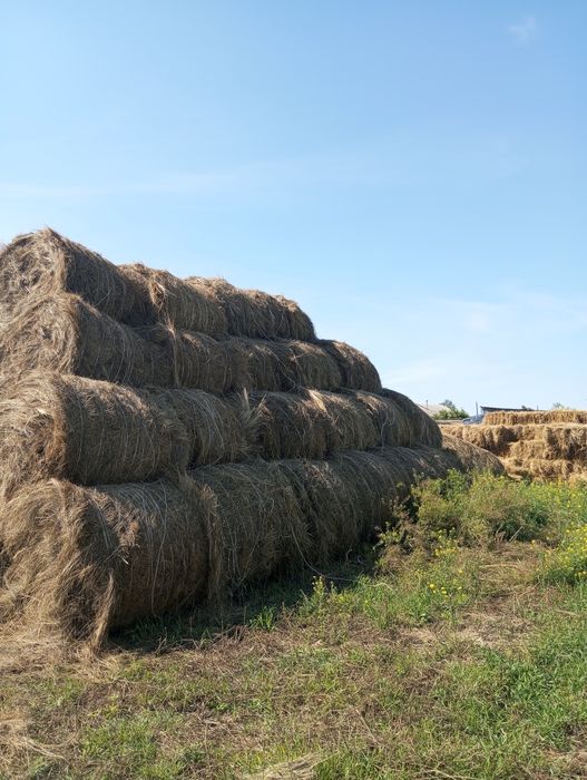 Сено хорошие в продаже 20рулонов