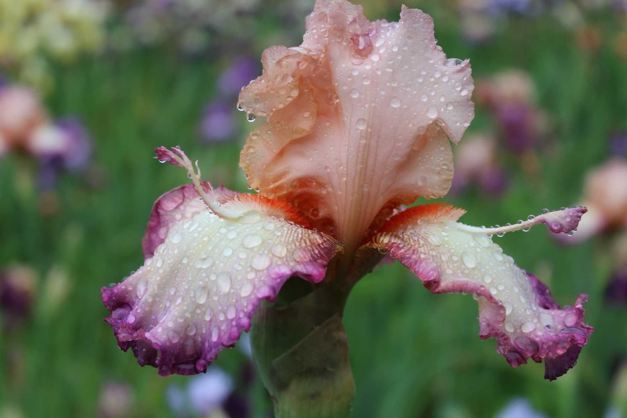 Сортови   ириси (iris beadrded)