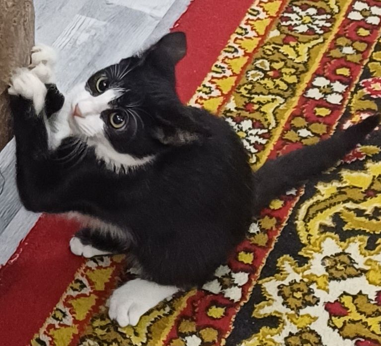 Отдам в добрые руки котёнка 4 месяцев