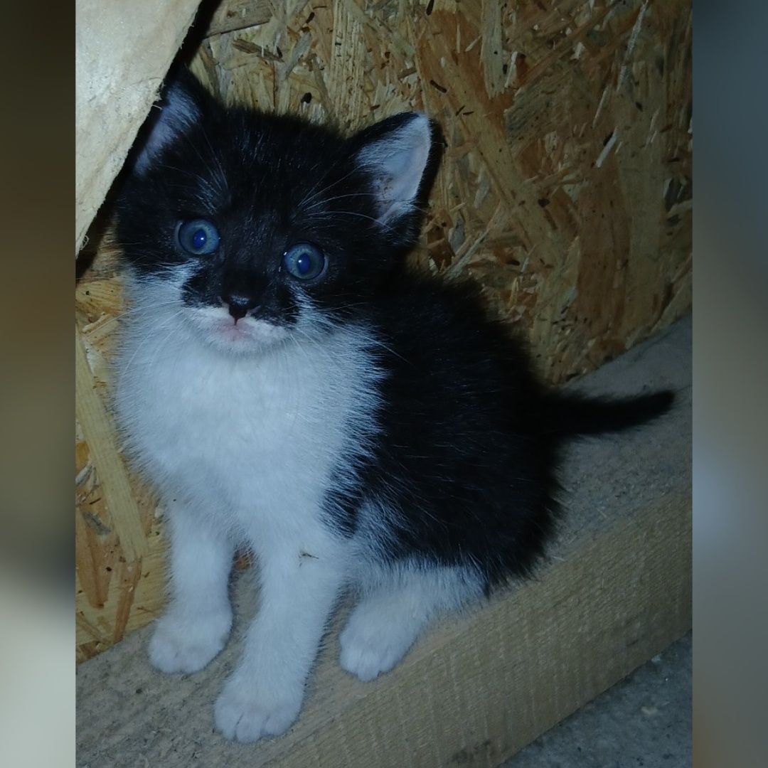 Donam 3 pisicute foarte drăgălașe și jucause