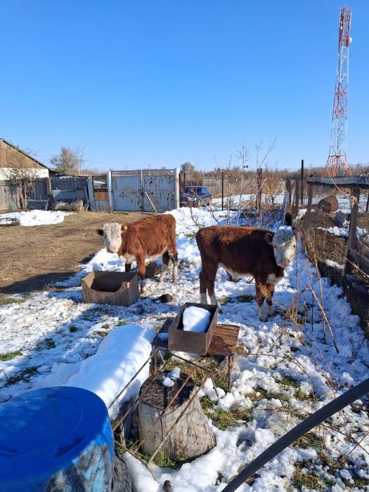 Продам 10месечный бычки 250т.т.