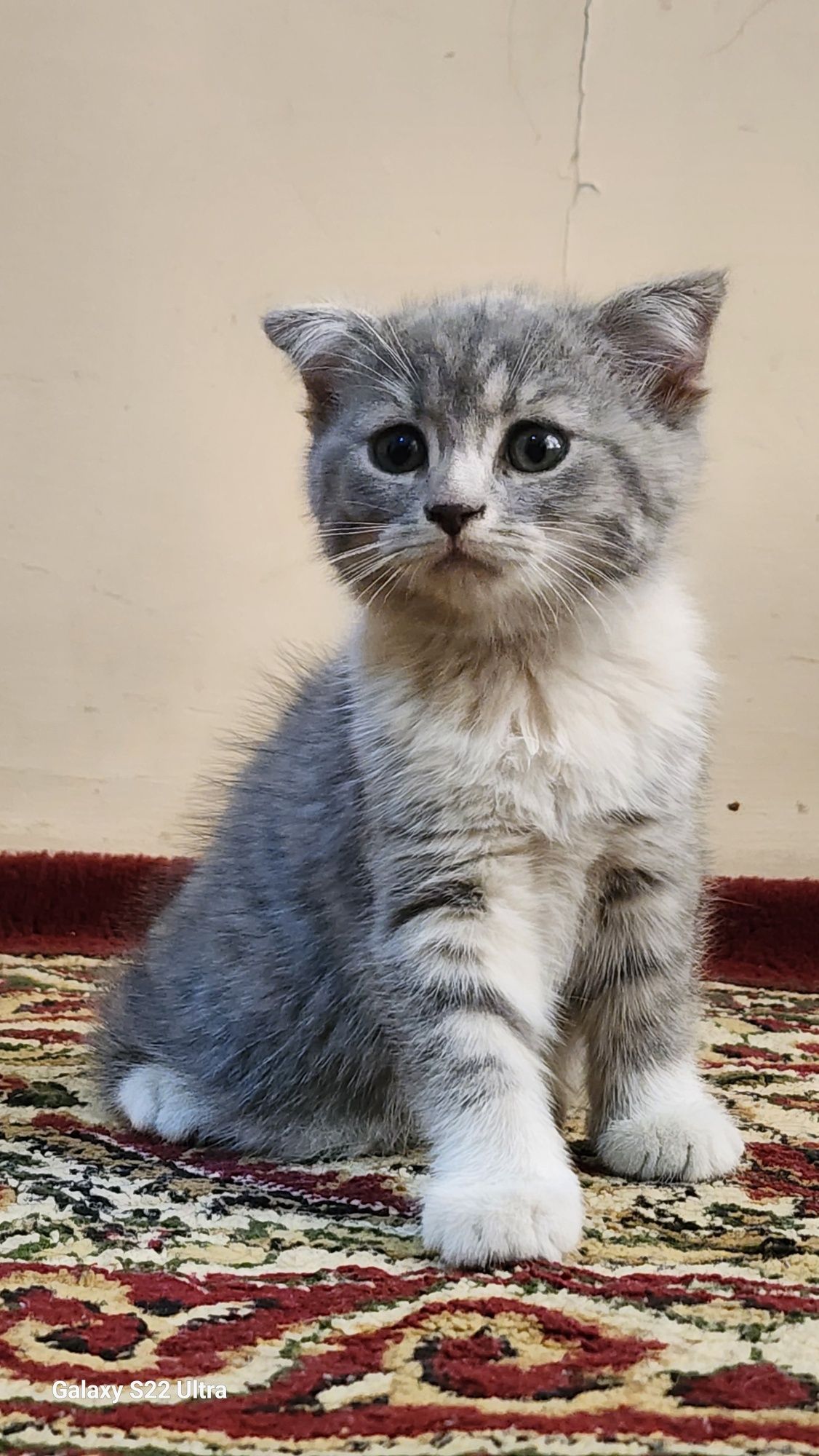 Очаровательные котята ищут дом! Scottish fold/straight