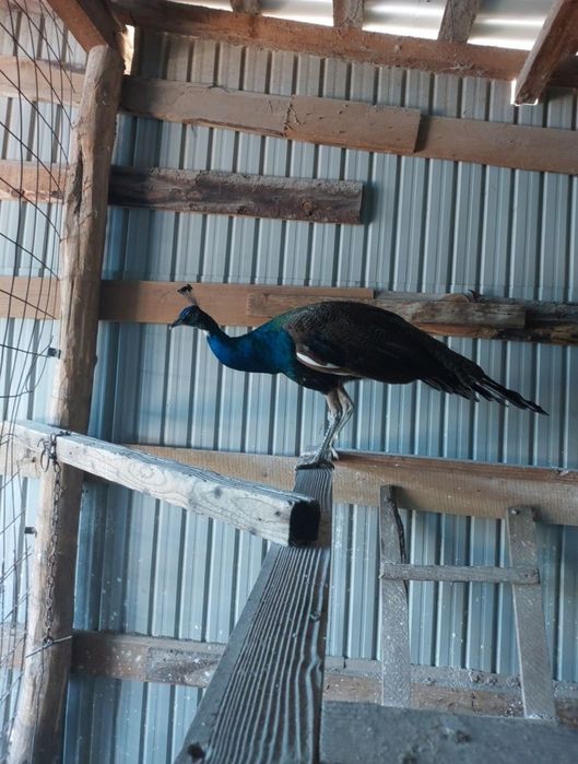 Vând păun din 2024