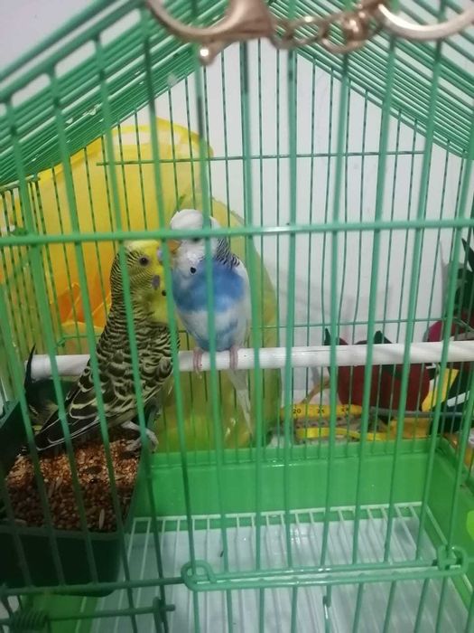 Красивые Попугаи