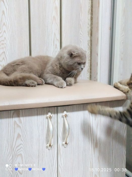 Skotish fold toza qon o'g'il bola liloliy aqilliy latokni 5+ biladi