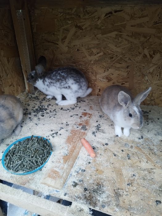 Iepuri de agrement. Prietenul  ideal pentru cei mici