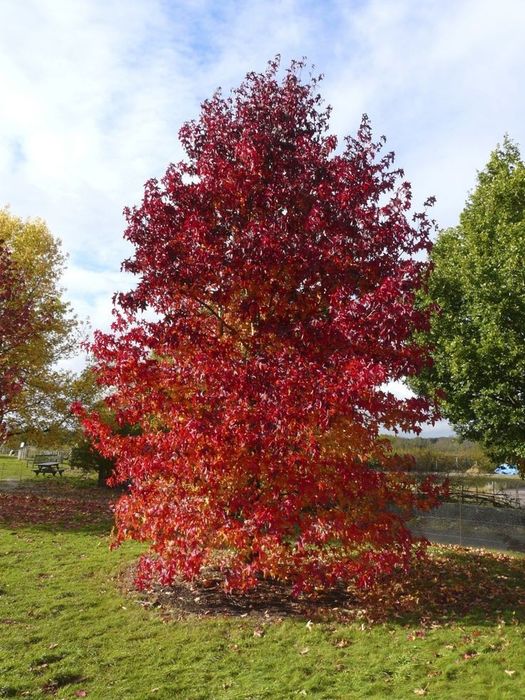 Arborele de Guma (Liquidambar)