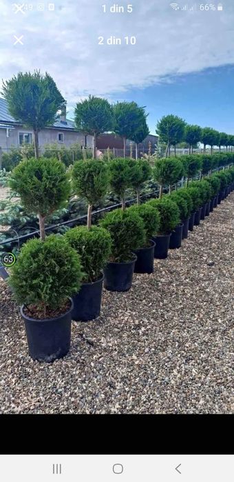 Vând plante ornamentale