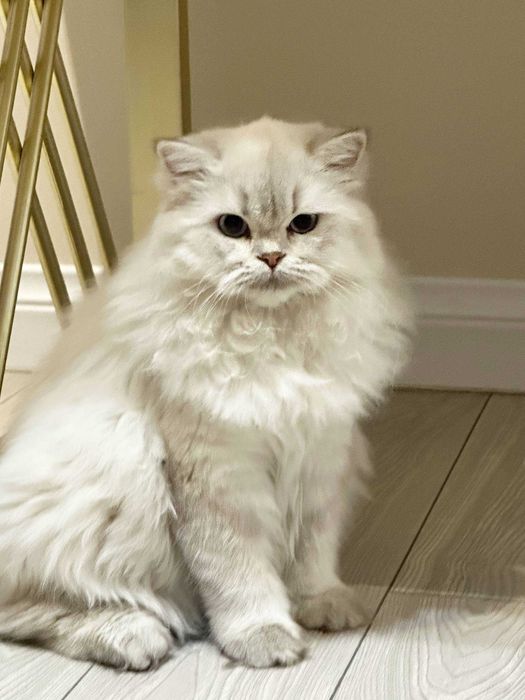 British Long-hair sotiladi