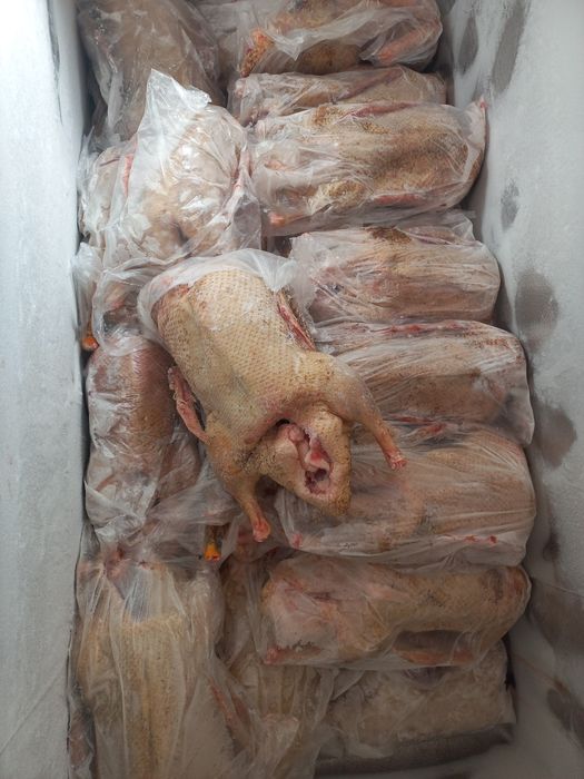 Утки уйрек продаются.