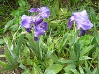 Садовые цветы: синие ирисы, красные тюльпаны и др.