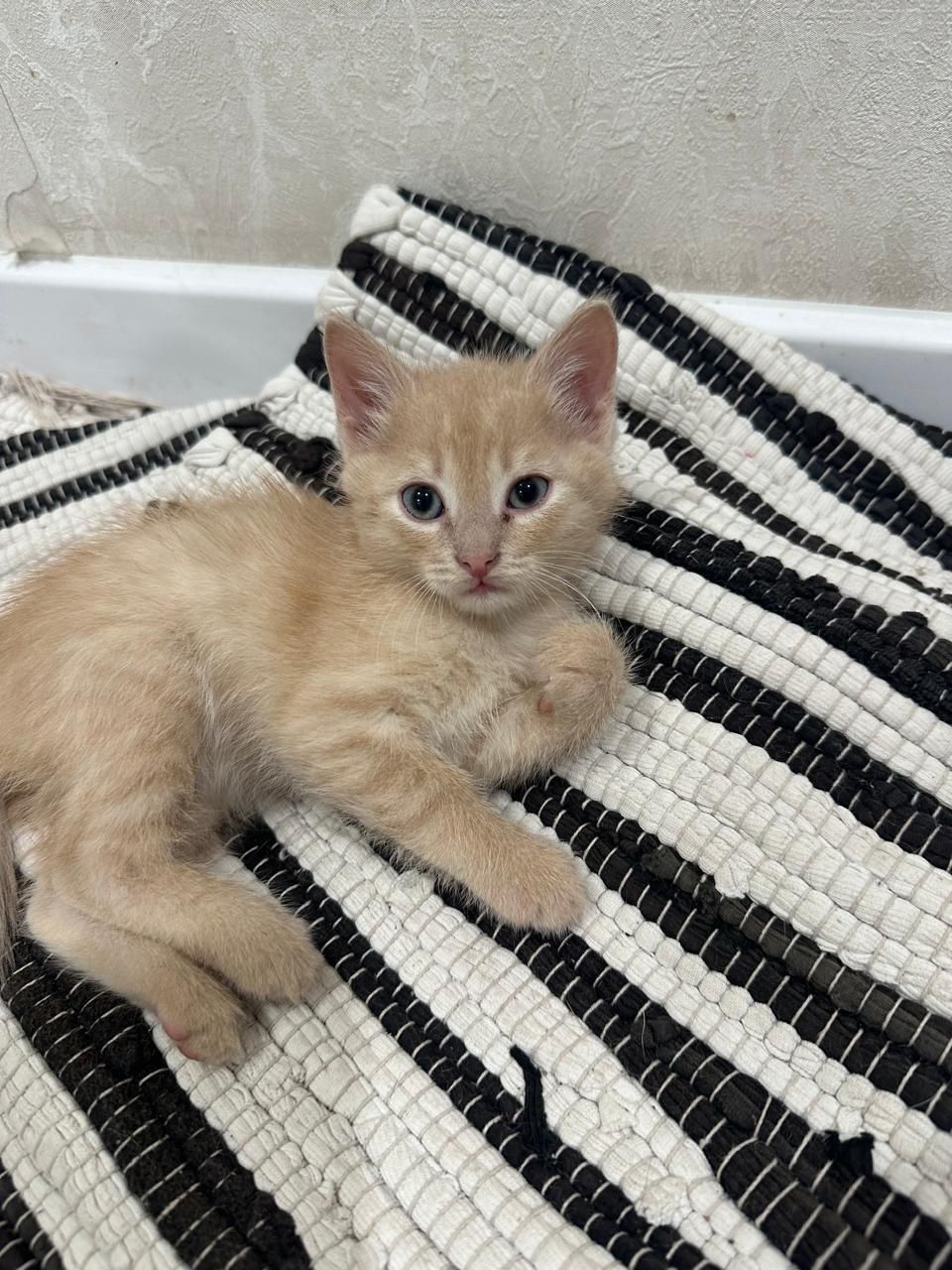 .отдам котят в добрые руки