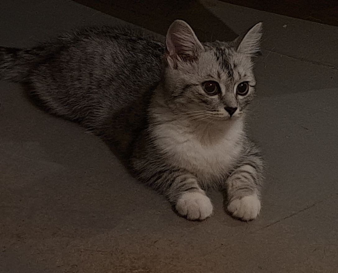 кошка ищет себе хозяев