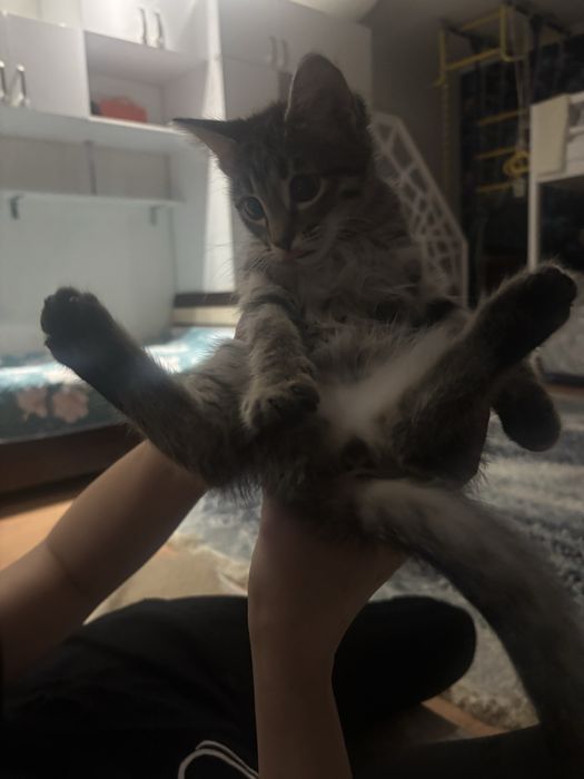 Котенок 3месяный,отдам в хорошие руки,беслпатно,причина переезжаю