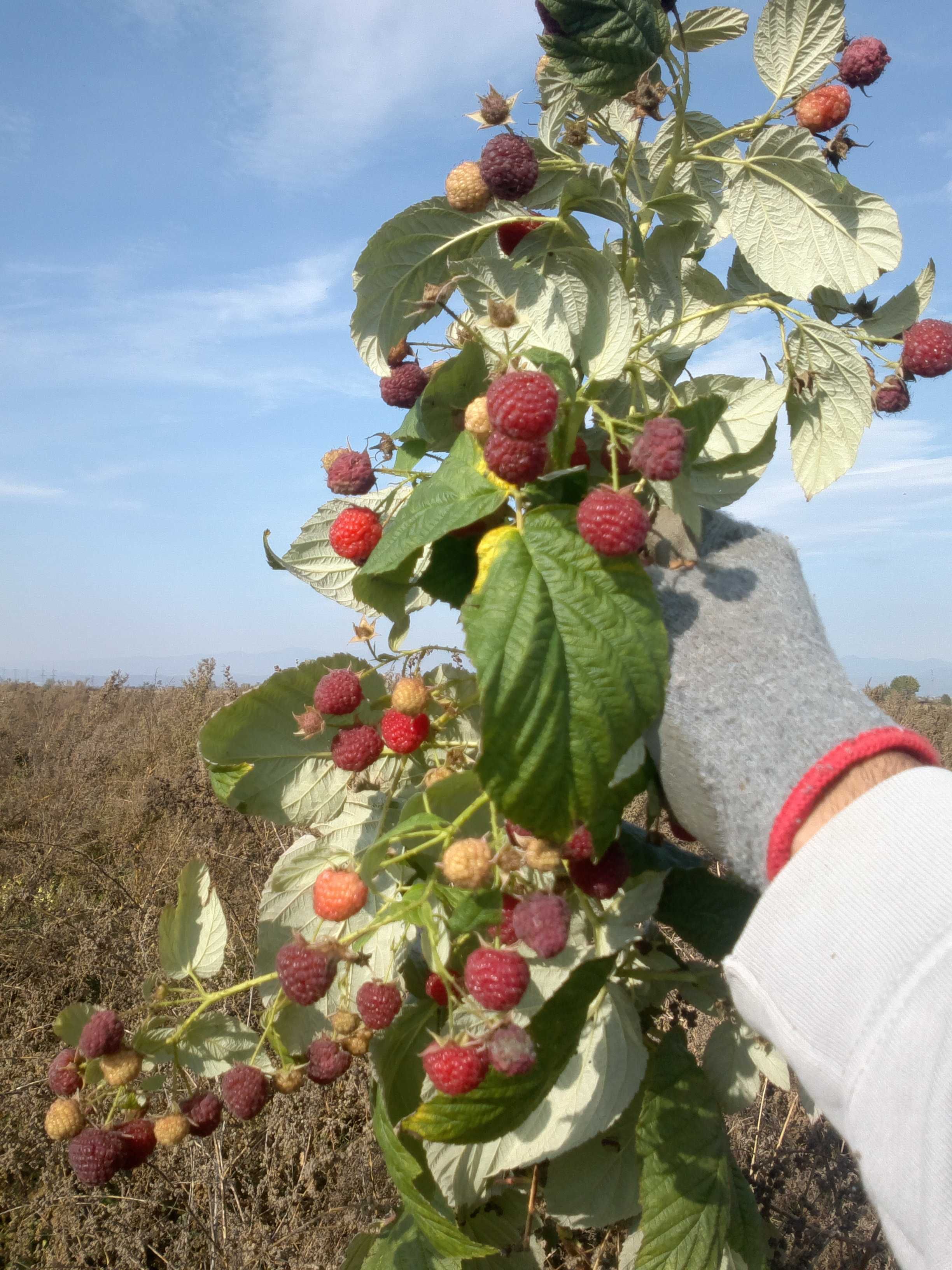 Продавам корени малини Херитидж на ЕДРО и други сортове на дребно.