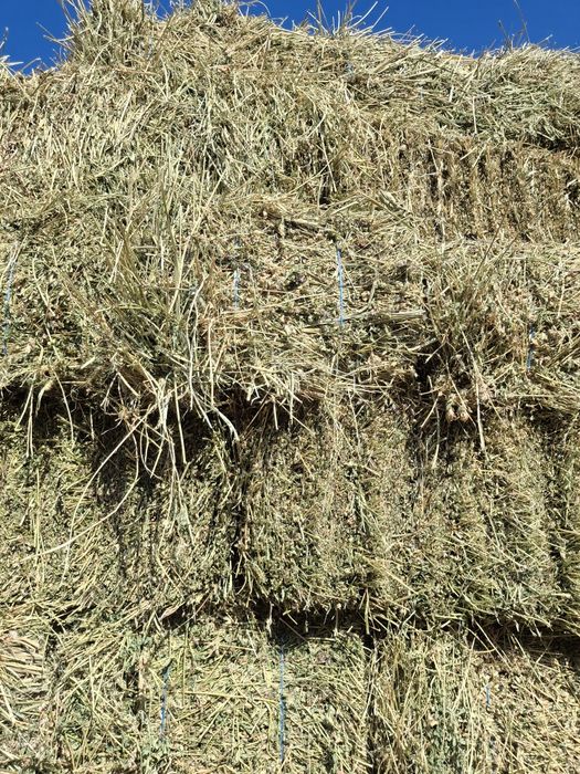 Vând baloti de lucerna