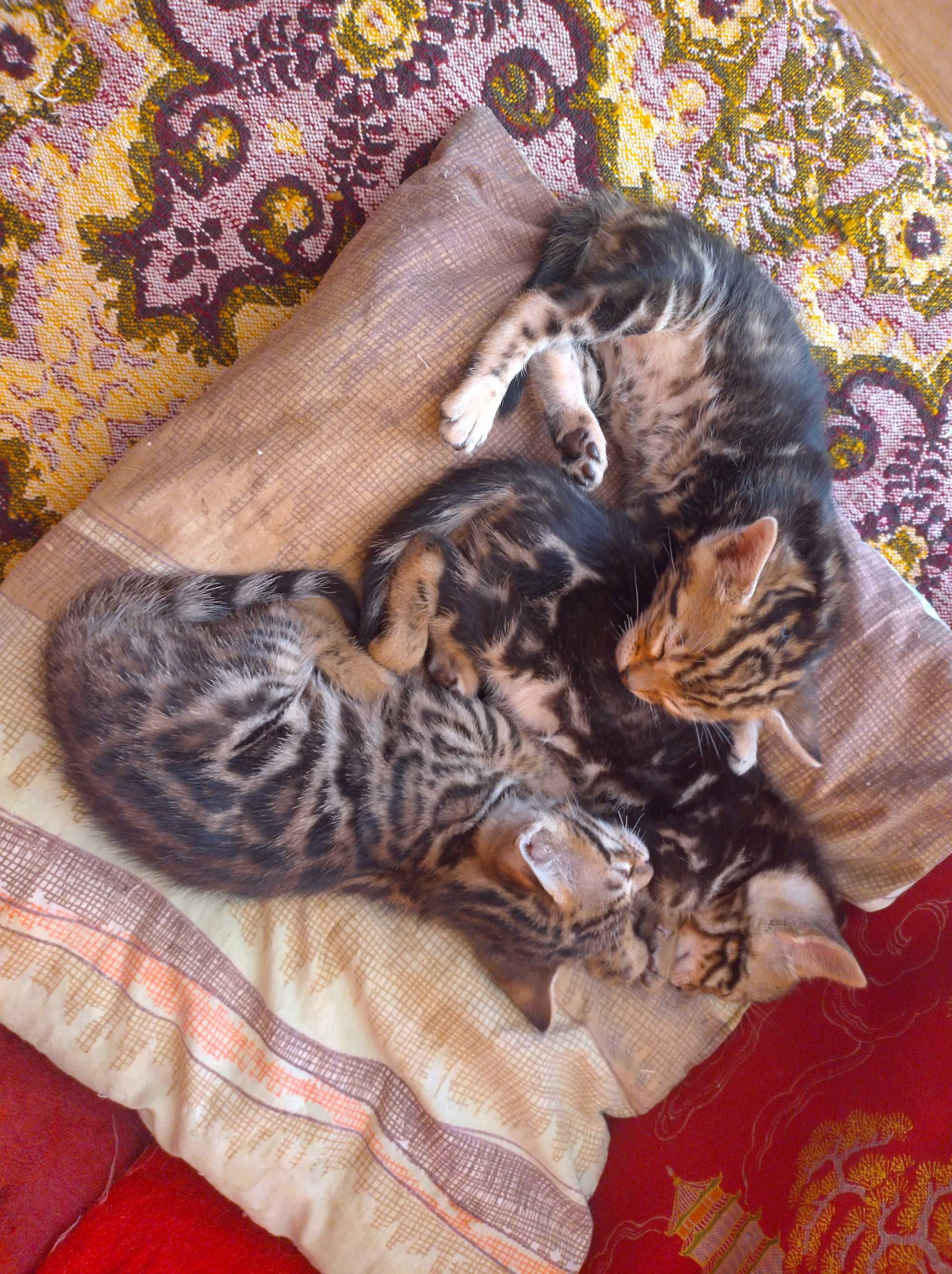 Бенгалски котенца търсят своя нов дом
