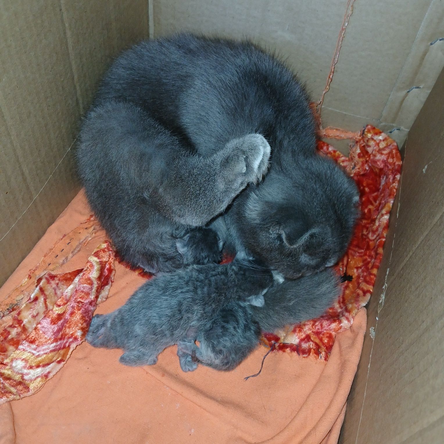 Котенок породистый