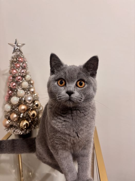 късокосместа британка