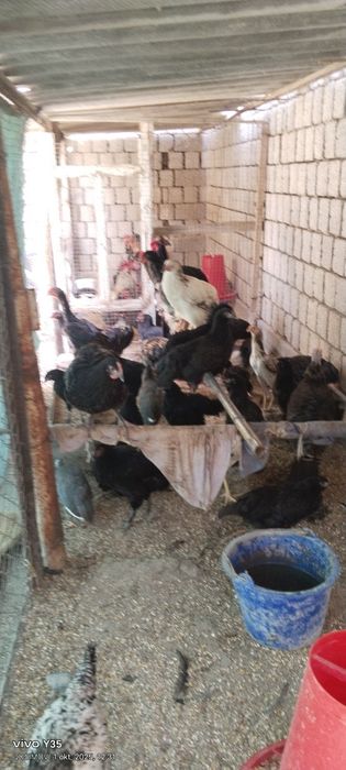 Qora Jersi joʻjalar