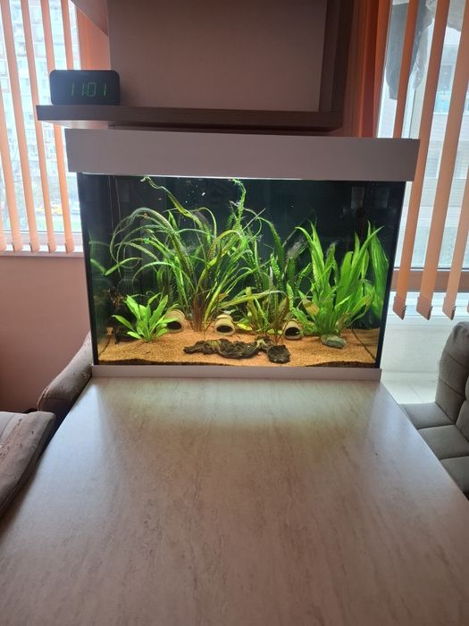 Аквариум СПЕШНО !!!