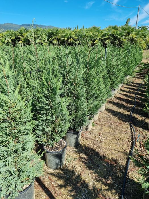 Tuia leylandi de la 1.3 m la 4 m preturi de producător