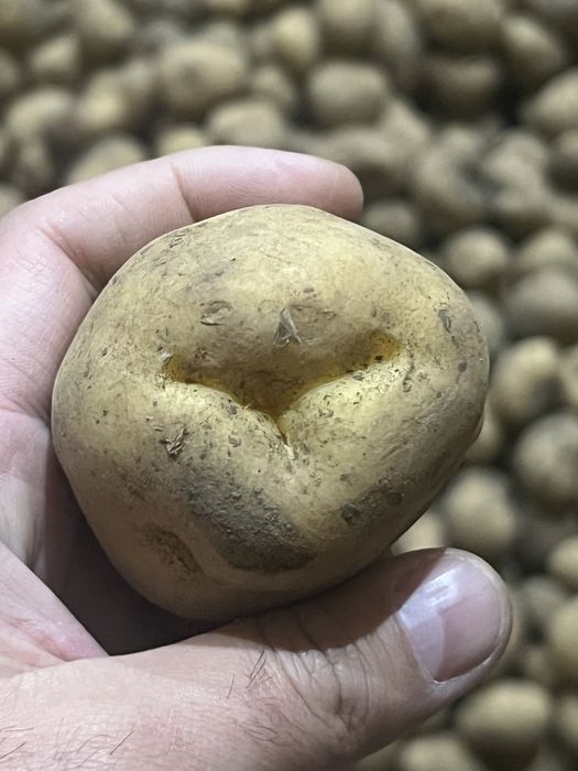 Семина Коломбо  1 реп