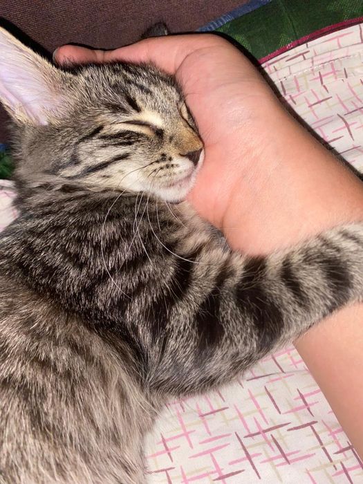 Котёнок подросток в добрые руки