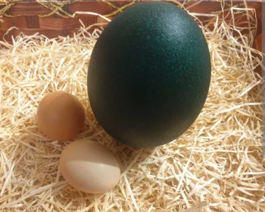 Vând Ouă Struț Emu si Ouă de Struț african