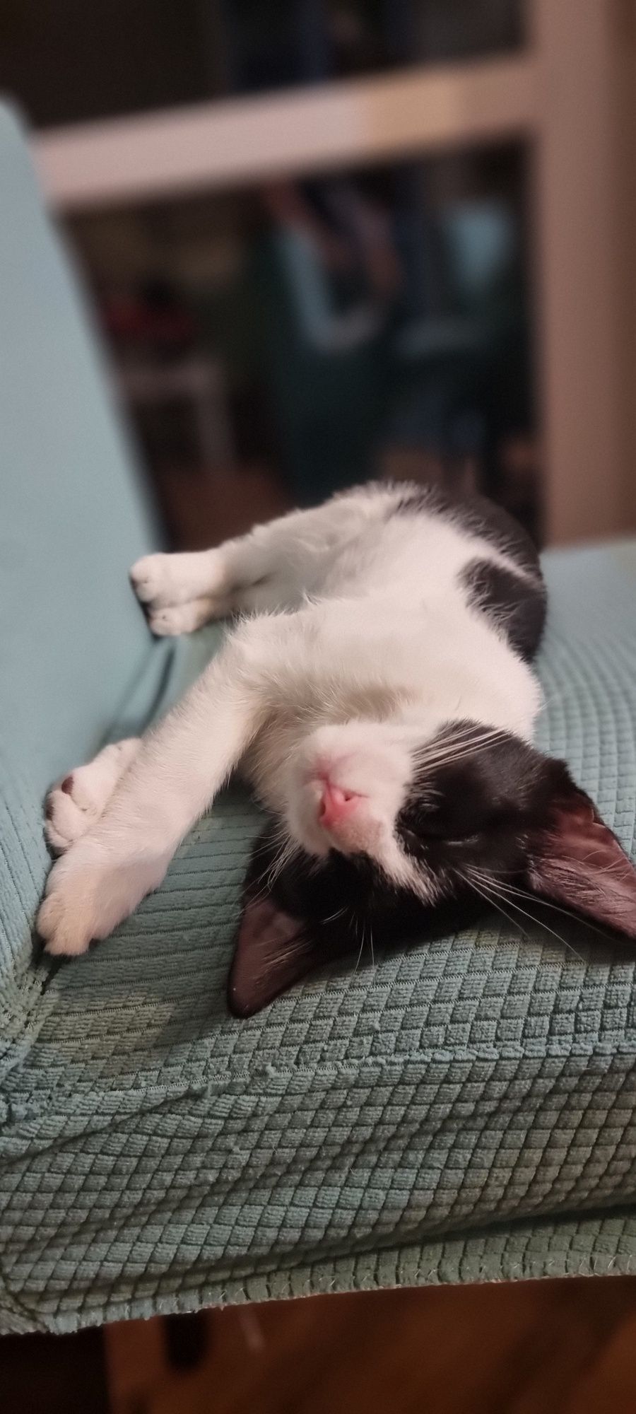 Motan 3 luni adoptie
