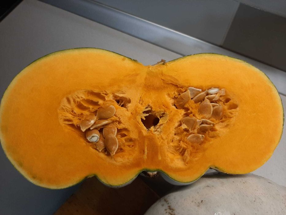 dovleac de copt samson/ de casa