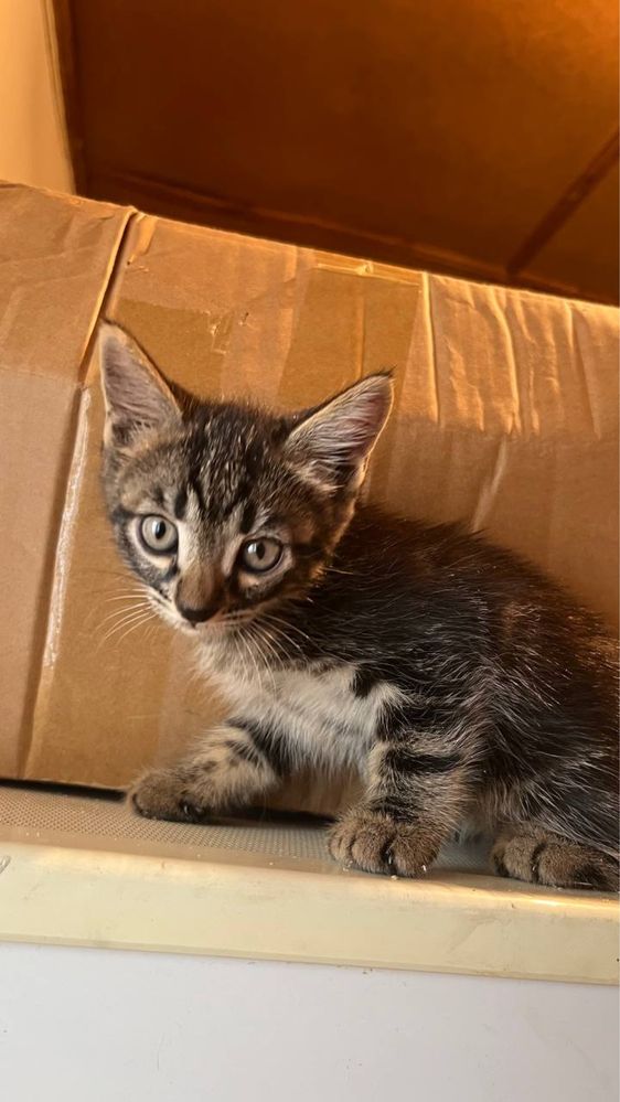Котята бесплатно в добрые надежные руки!