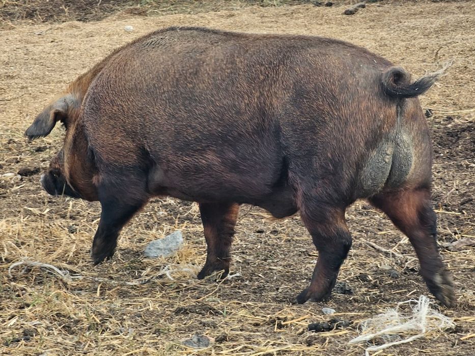 Хряк кабан осеменитель свин,продаём кабана на племя дюрок