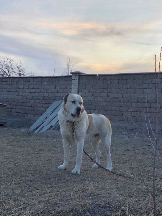 Вязка алабай в Ахангаране. Йирик эркак алабай ургочига кушишга