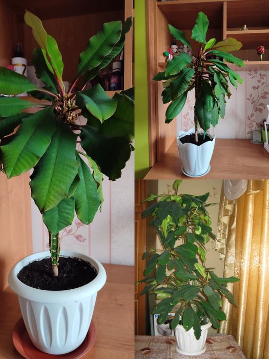 Продам комнатные цветы