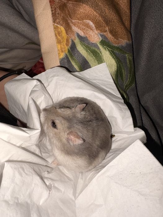 Donez hamster doar unu la alegere