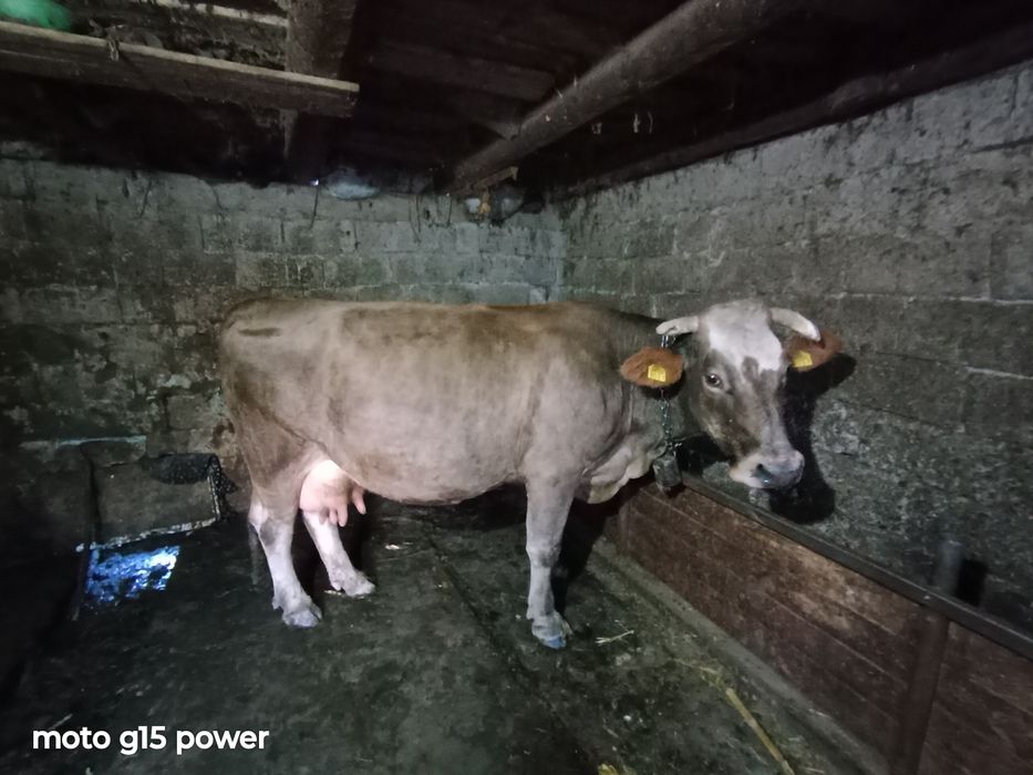 Vând vaca de calitate