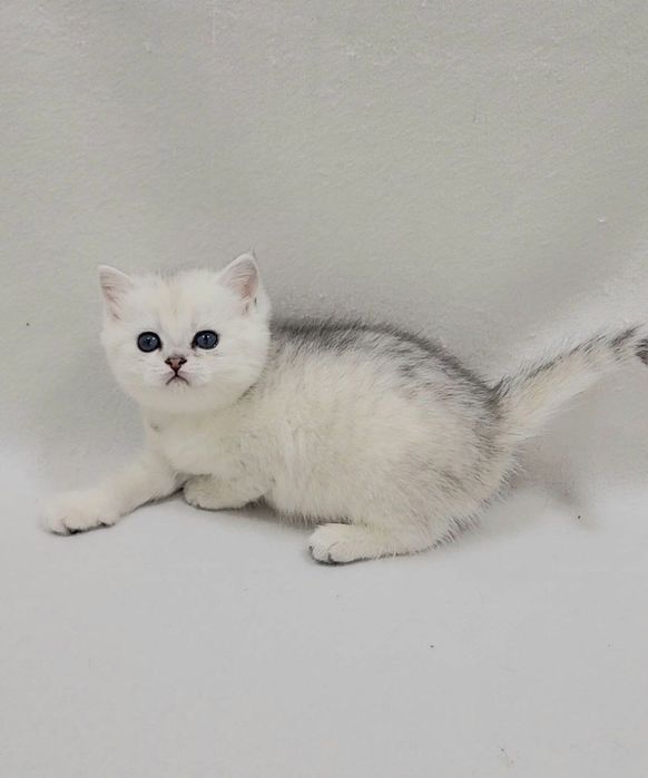 Скотиш страйт серебристая шиншилла