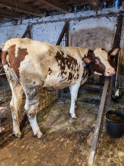 Vând vițică rasă lapte