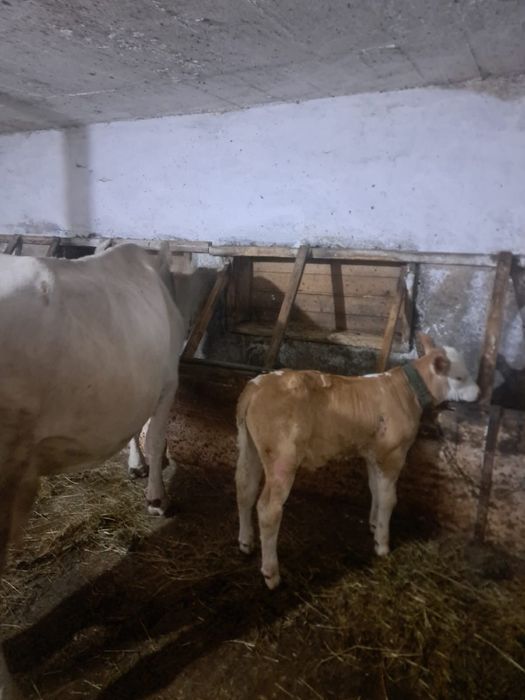 Vacă de vânzare