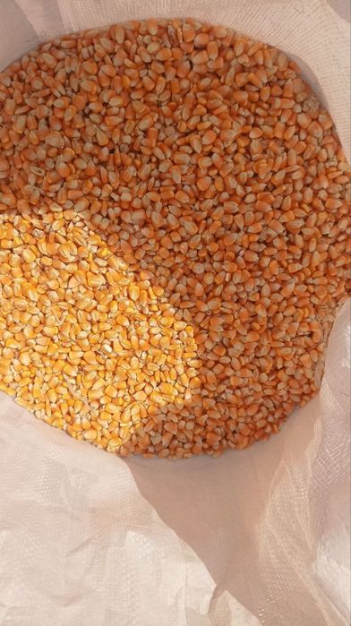 Maka don bor  narxi 5000 soʻm. 3.5 tona bor